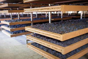Why Product Drying Services on Rent Are the Smart Choice for Industrial Moisture Control Projects